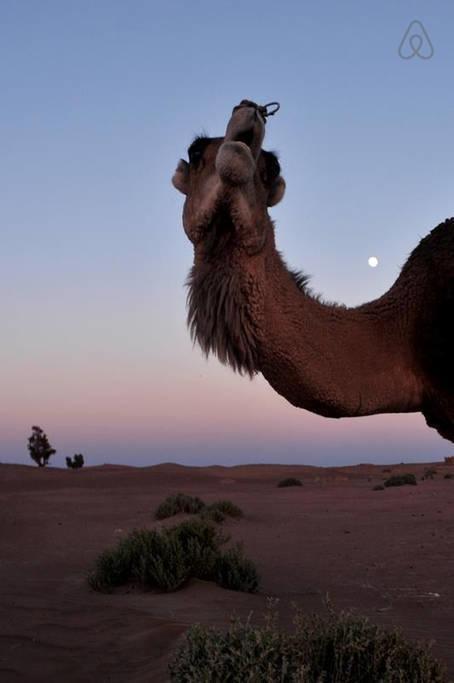 Riad De Reve Zagora Eksteriør billede